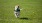 a dog running in a grassy area